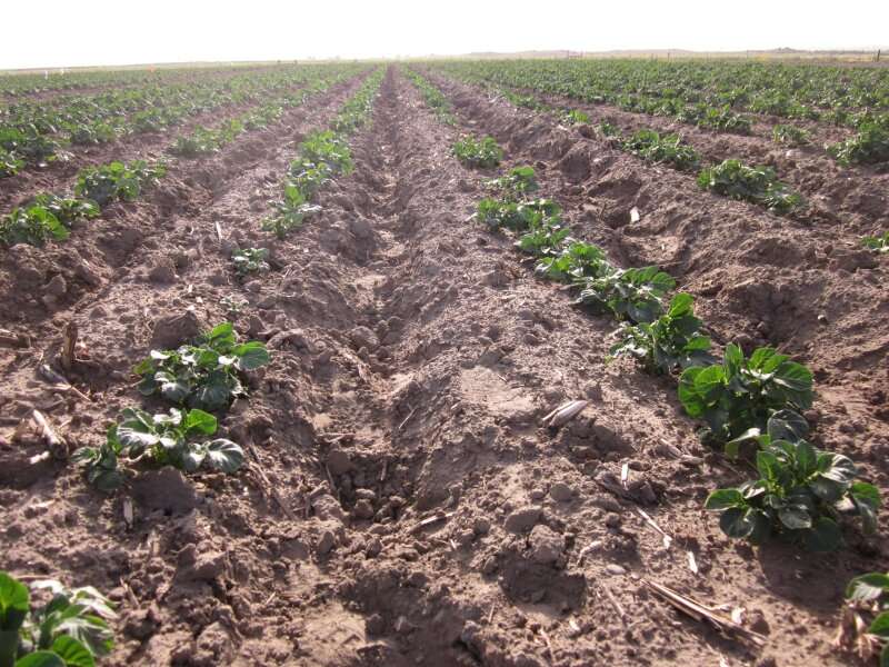 Potassium and potatoes: Understanding fertilizer crop interactions