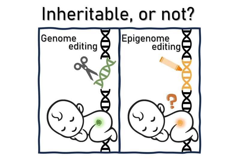 Potential inheritable effects and ethical considerations of epigenome editing