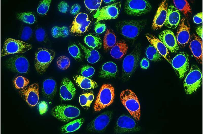 Power of cancer drugs may see boost by targeting newly ID'd pathway