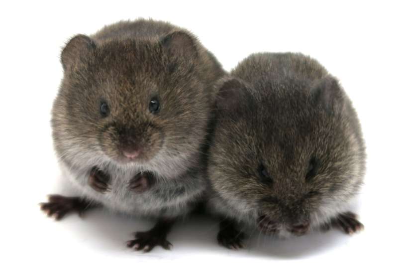 Prairie voles without oxytocin receptors can bond with mates and young