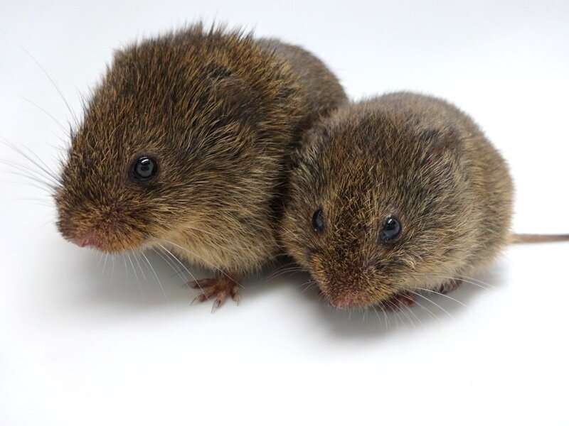 Prairie voles without oxytocin receptors can bond with mates and young