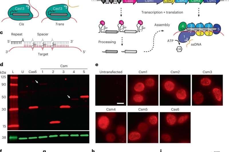 Precise transcript targeting by CRISPR-Csm complexes