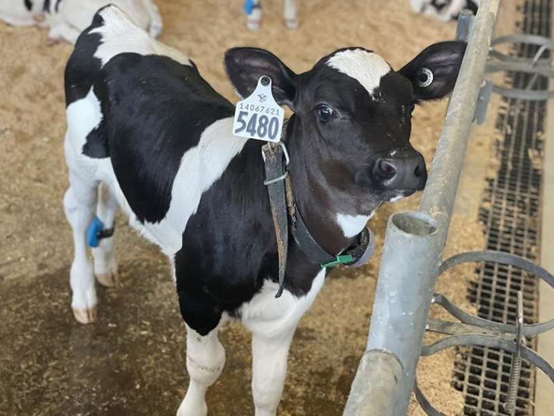 Precision technology, machine learning lead to early diagnosis of calf pneumonia
