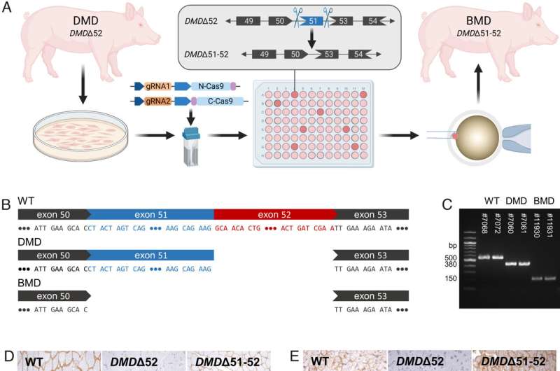 Prediction of therapeutic potential in Duchenne muscular dystrophy using animal model