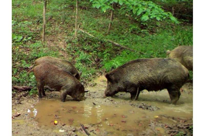Predictive models show wildlife managers where to find destructive feral swine