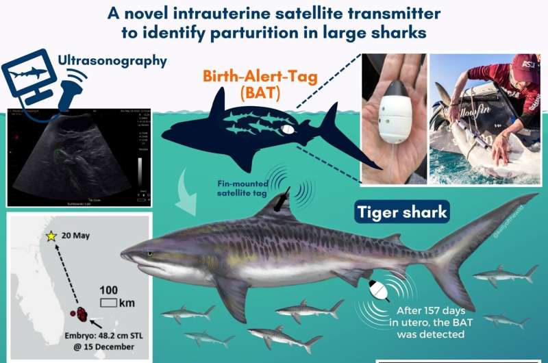 Pregnant Shark birth tracking technology provides key data for species protection