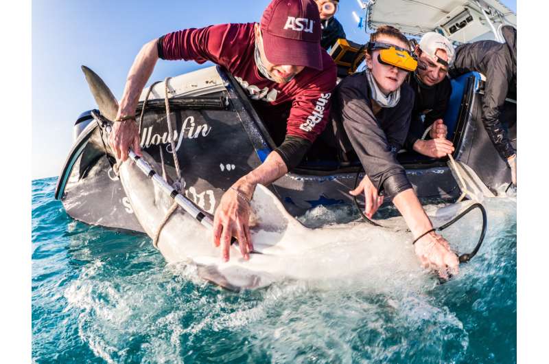 Pregnant shark beginning monitoring expertise gives key information for species safety