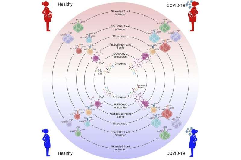Pregnant women show robust and variable immunity during COVID-19