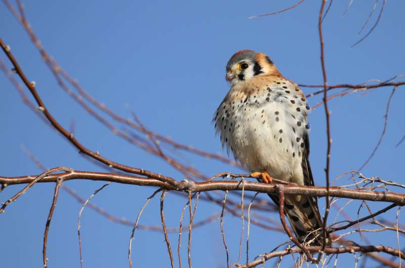 Preliminary evidence of anticoagulant rodenticide exposure in American kestrels (Falco sparverius) in the Western United States
