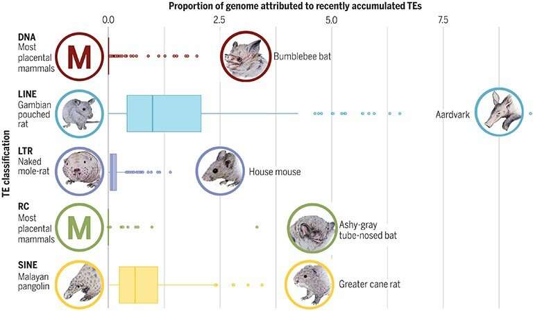 Prevalence of transposable elements may provide clues to worldwide mammal biodiversity