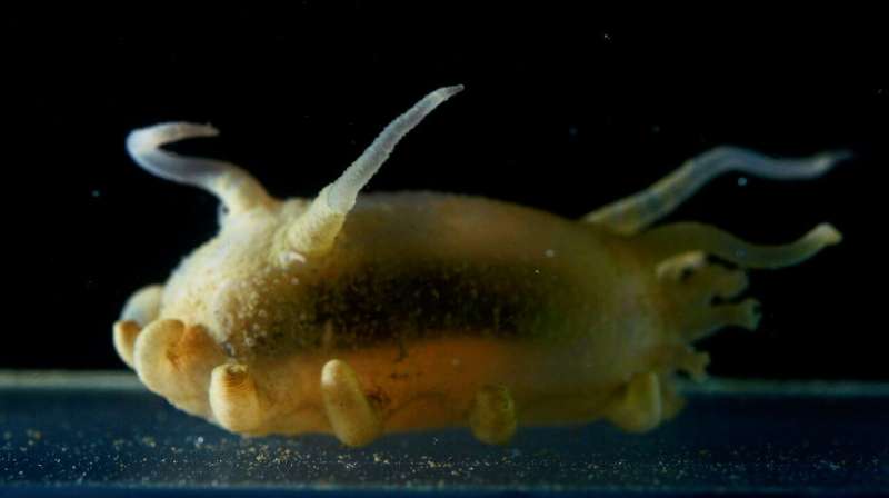 Previously unknown luminescence revealed in ten deep sea species and an order of sea cucumbers
