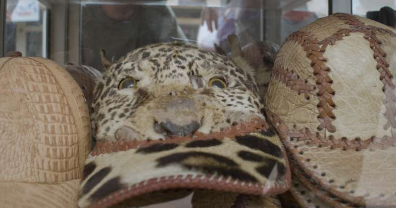 Prisoners 'trading rare jaguar parts for fashion items'
