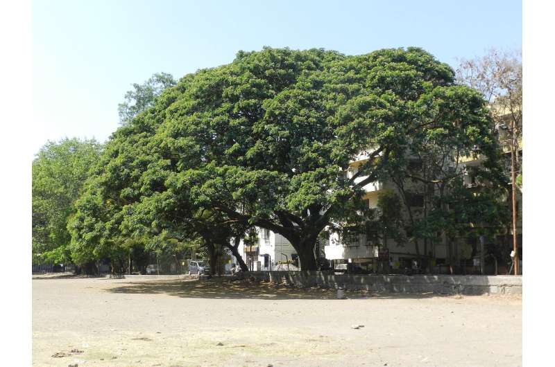 Prized 750-ton rain tree moved to new home. Critics fear it won’t survive.