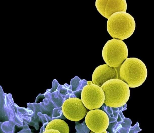 Probiotic markedly reduces S. Aureus colonization in phase 2 trial