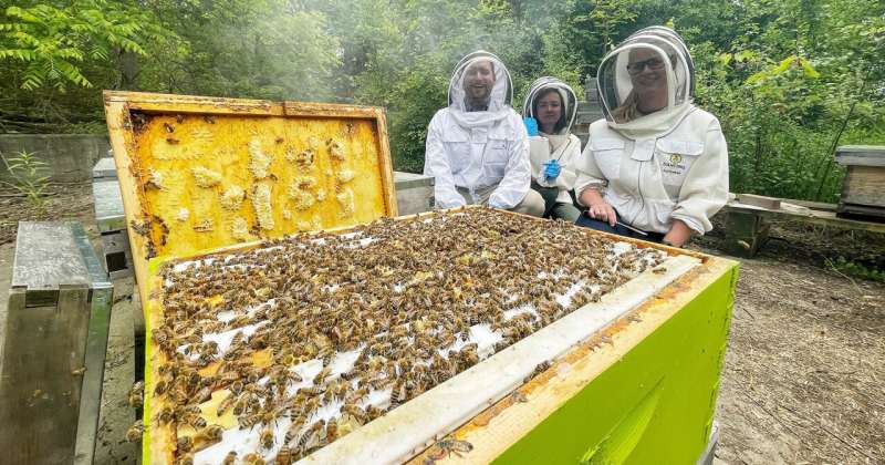 Probiotics positively influence honeybee health