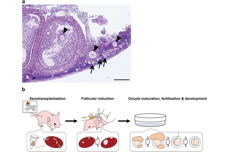 Production of marmoset eggs and embryos from xenotransplanted ovary tissues