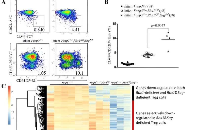 A equipe do professor Yi Sun encontrou a compensação funcional entre os eixos Ube2m-Rbx1 e Ube2f-Sag das CRLs de neddylação em células Treg
