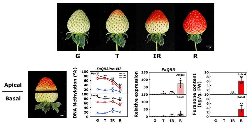 Professor Kunsong Chen's team in Zhejiang University has made a new progress in strawberry fruit flavor quality