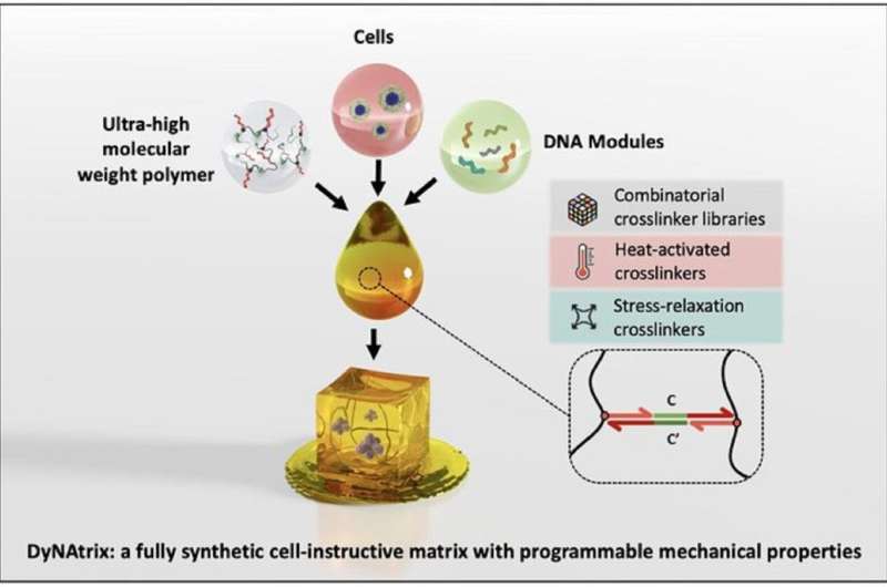 Programmable DNA hydrogels for advanced cell culture and personalized medicine