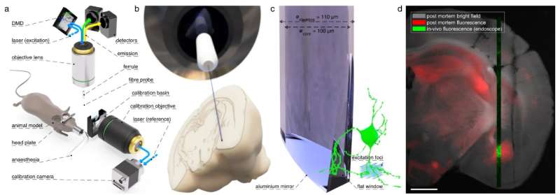 Progress for neuroscience: Understanding neuronal communication with ultra-thin fiber-based endo-microscope