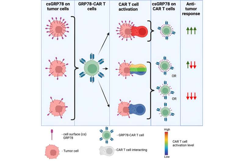 Promising target for CAR T cells helps cancer trick the immune system