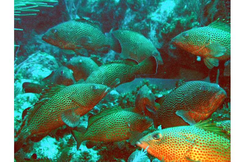 Protected sex: study records grouper mating calls in marine managed areas