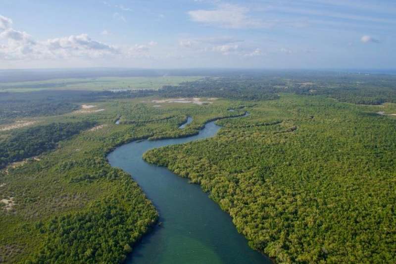 Protecting and regenerating tropical mangroves