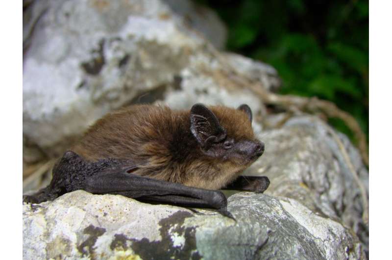 Protecting bats with better wind turbine control
