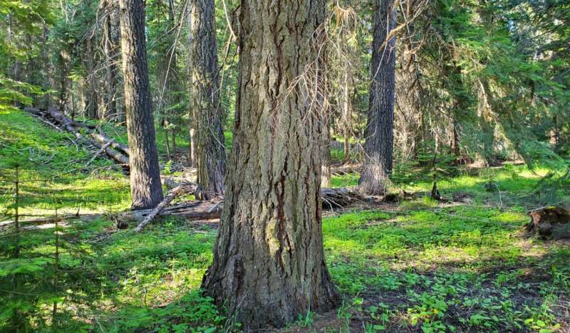 Защита больших деревьев для дикой природы также приносит пользу климату