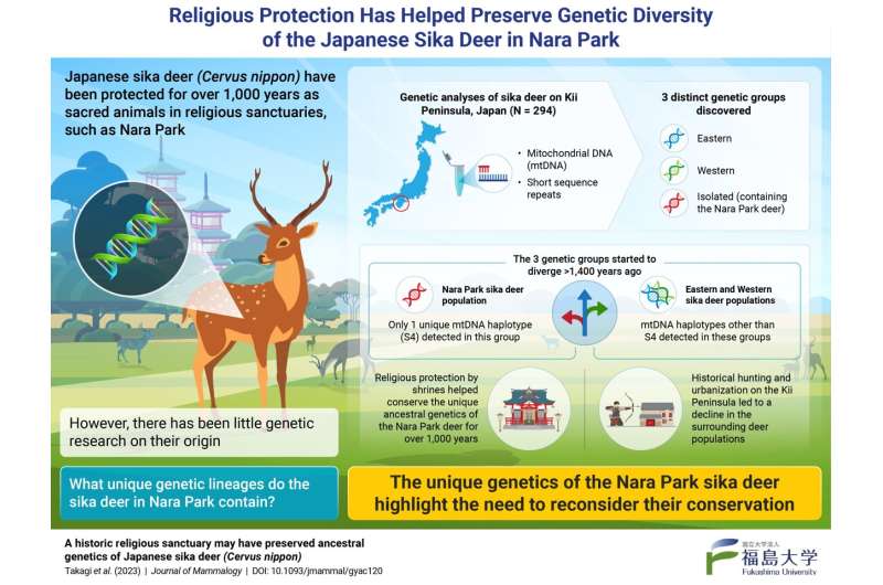 Protecting messengers of the gods: Conservation of Nara Park deer has resulted in unique genetic lineage