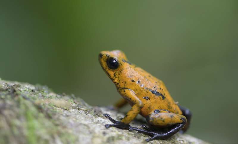 Protein allows poison dart frogs to accumulate toxins safely
