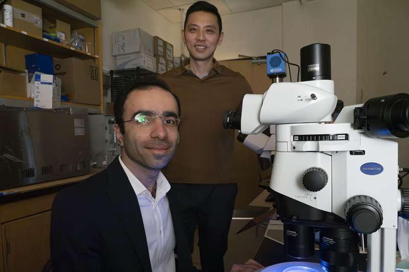 Protein from a round worm may unlock a cellular 'fountain of youth': USask research
