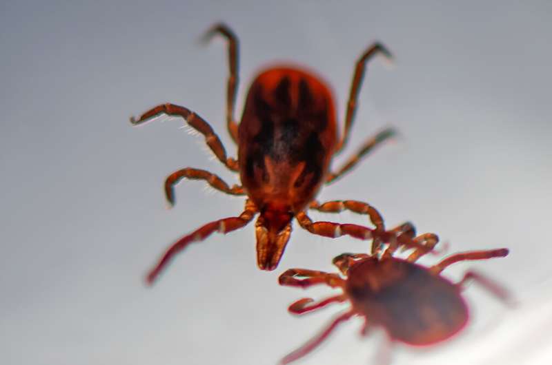 Protein may hold key to preventing a tick-borne disease