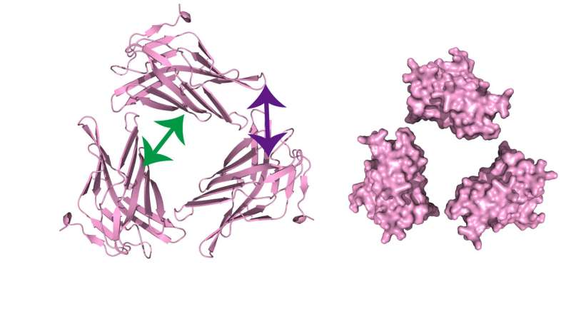 Protein secrets unveiled: Newl molecular insight of protein–protein interactions