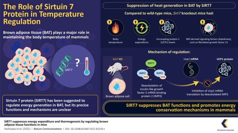 Protein Sirtuin 7 suppresses heat production in brown adipose tissue