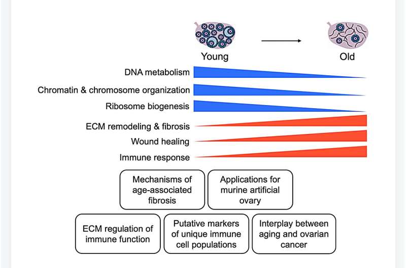 Proteomic quantification of native and ECM-enriched mouse ovaries reveals an age-dependent fibro-inflammatory signature