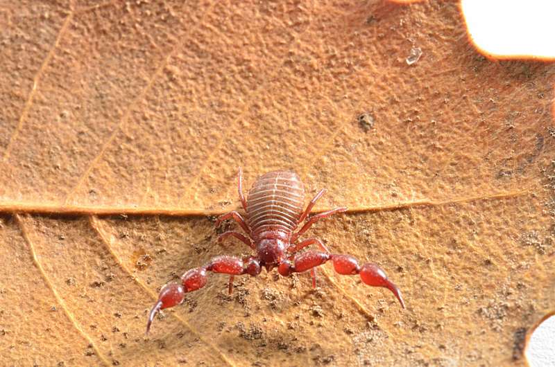 Pseudoscorpions of Israel: Two new family records discovered