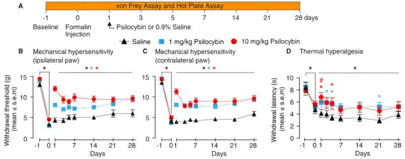 Psilocybin found to reduce chronic pain in rats