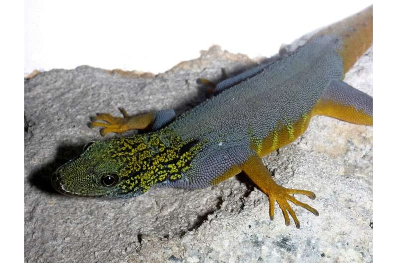 Psychedelic rock gecko among dozens of species in need of further conservation protection in Vietnam