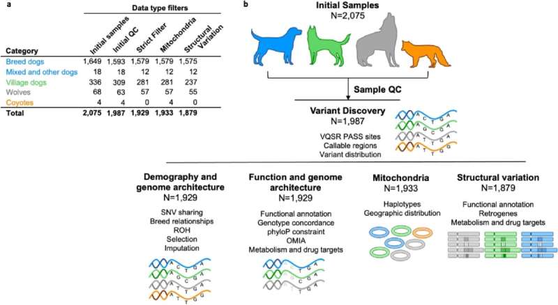 Publication of 2,000 canine genomes provides toolkit for translational research