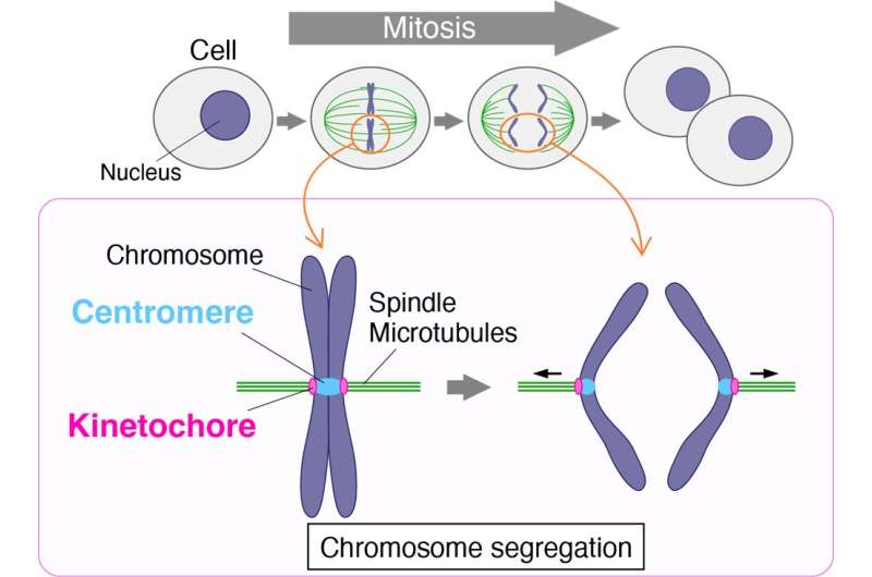 Pulling its weight: The protein key to chromosome movement during cell division