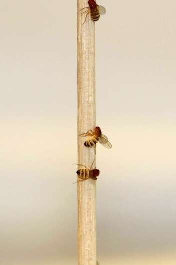 O fungo marionetista tem como alvo a aquisição de moscas zumbis