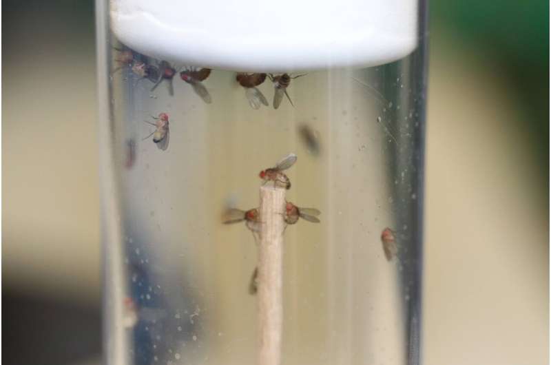 O fungo marionetista tem como alvo a aquisição de moscas zumbis