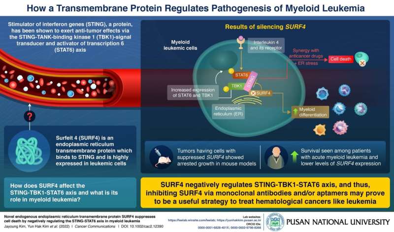 Pusan National University researchers uncover novel gene that regulates leukemia development and progression