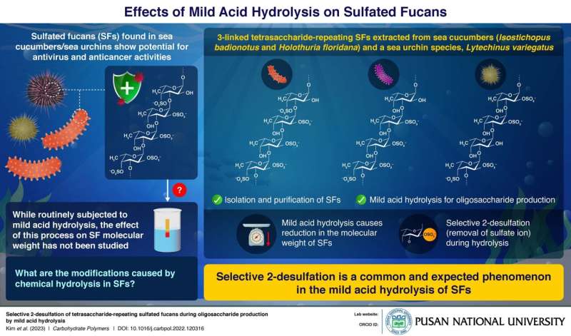 Pusan National University researchers explore the effects of acid hydrolysis on sulfated fucans in sea cucumbers and sea urchins