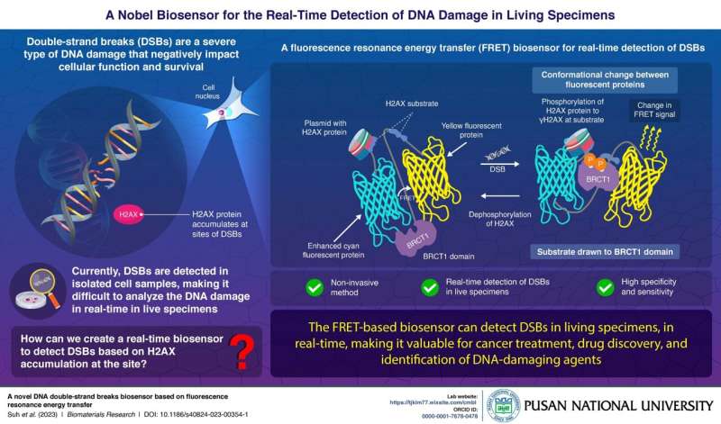 Pusan National University develops novel biosensor to detect DNA damage in real time