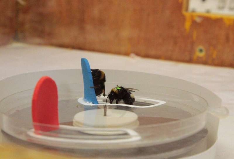 Puzzle-solving behavior spreads through bumblebee colonies