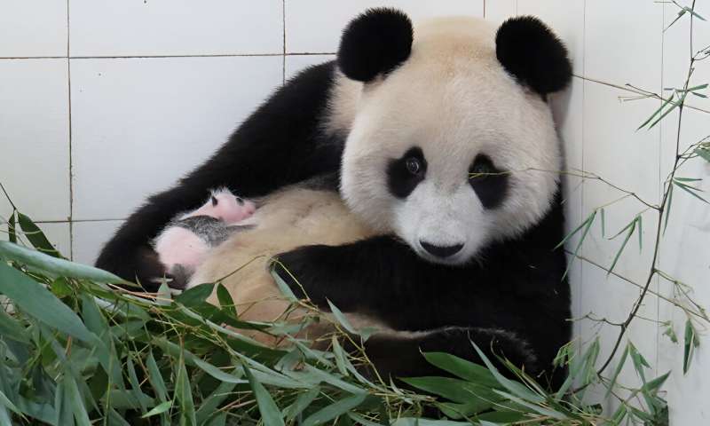 Q&A: Researcher investigates how panda cubs communicate with their mother