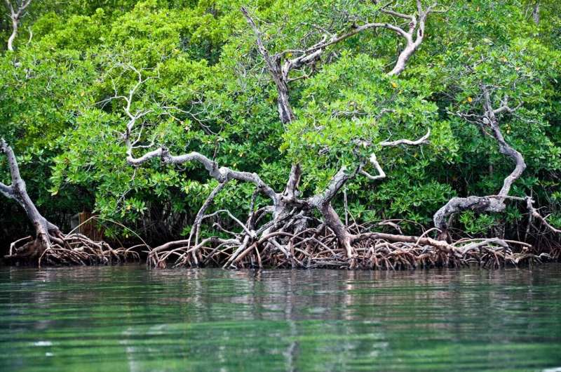 Quantifying mangroves' value as a climate solution and economic engine