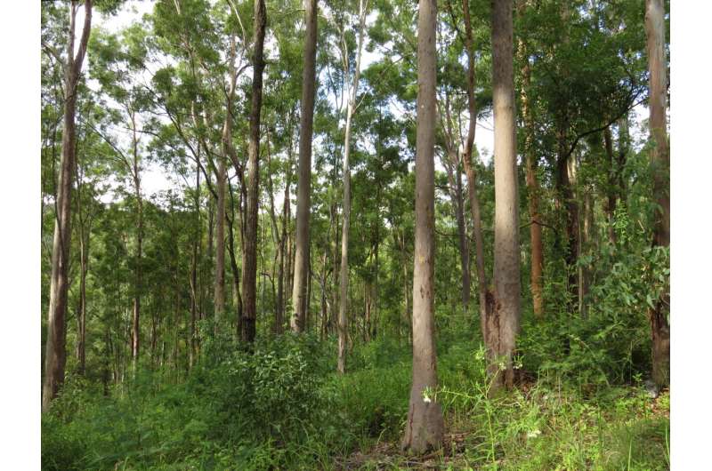 Queensland native forestry can help achieve global environment goals